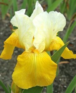 Iris Germanica, Ola Carla