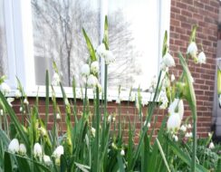 Leucojum Gravetye Giant