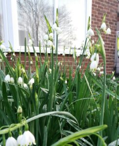 Leucojum Gravetye Giant