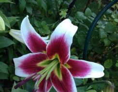 Lilium Leslie Woodriff (tree Lily)