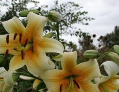 Lilium Mister Cas (tree lily)