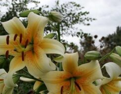 Lilium Mister Cas (tree Lily)