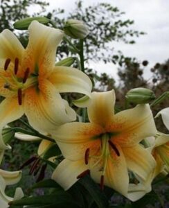 Lilium Mister Cas (tree lily)