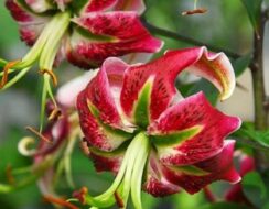 Lilium Black Beauty