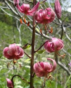 Lilium Martagon