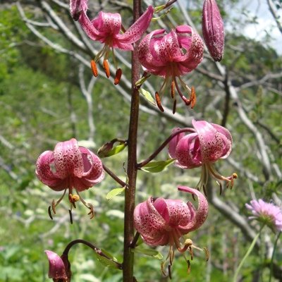 Lilium Martagon