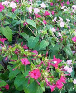 mirabilis Jalapa