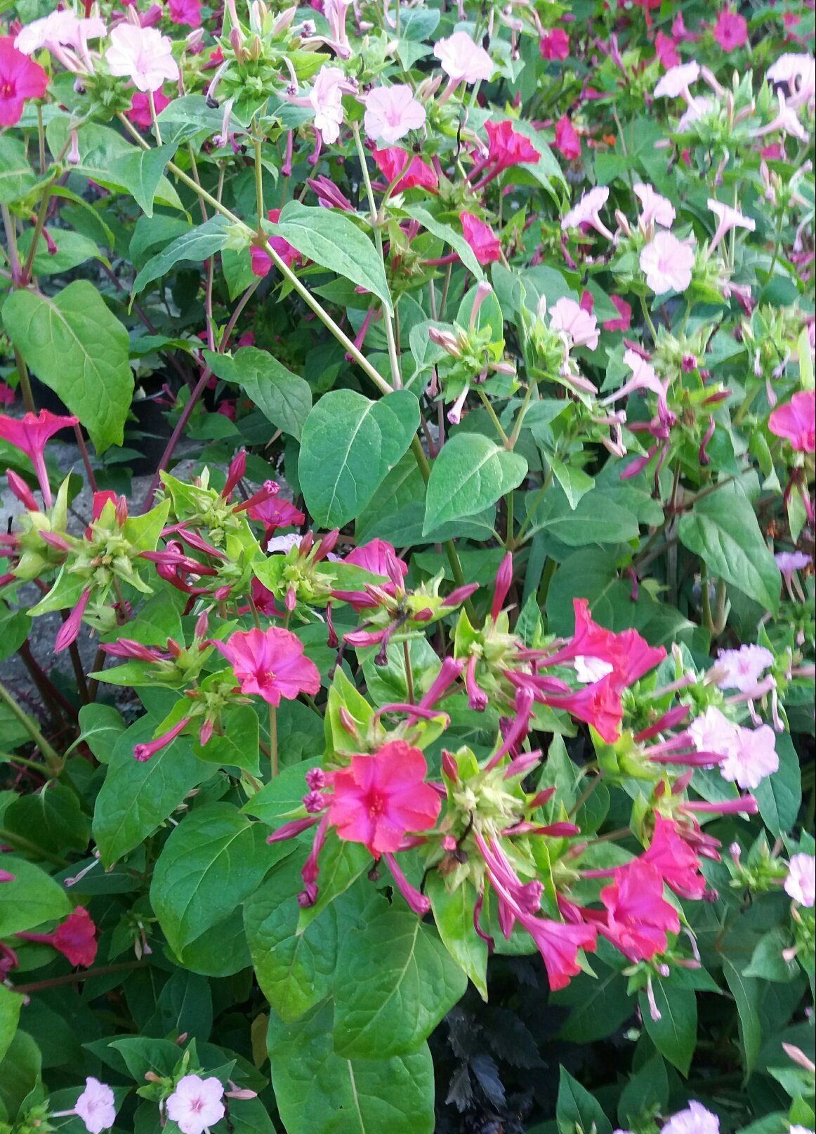 mirabilis Jalapa