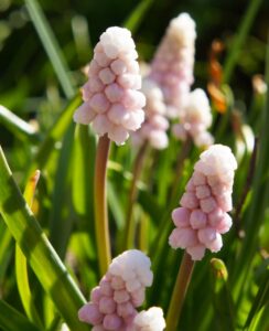 Muscari Pink Sunrise