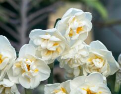 Narcissus Bridal Crown