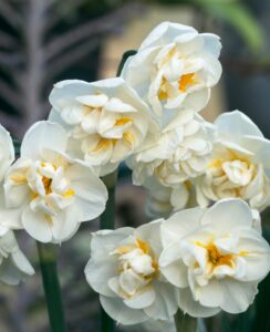 Narcissus Bridal Crown