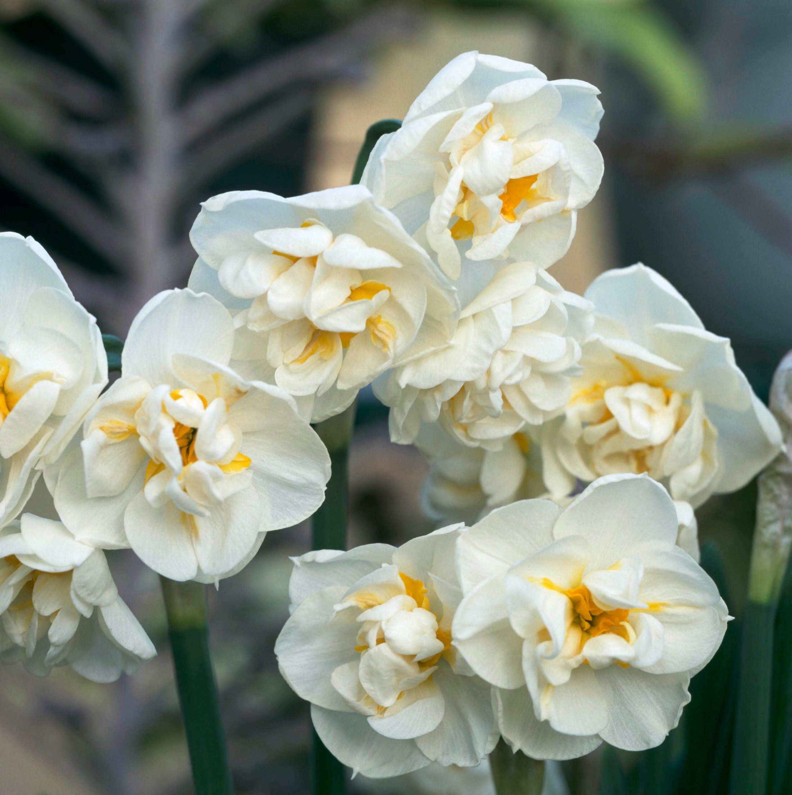 Narcissus Bridal Crown
