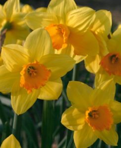 Narcissus Fortune