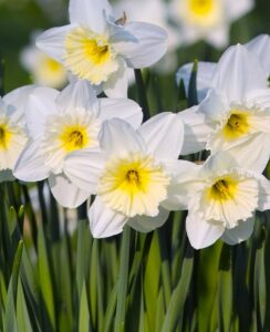 Narcissus Ice Follies