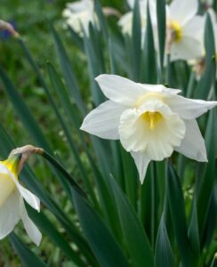 Narcissus Mount Hood