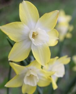 Narcissus Pipit