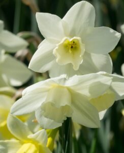 Narcissus Pueblo