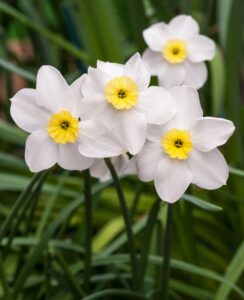 Narcissus Segovia