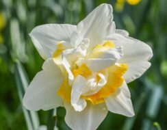 Narcissus White Lion