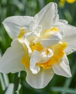 Narcissus White Lion