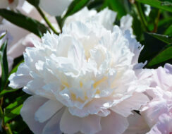 Paeonia – Peony Officinalis Alba Pleno