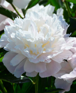Paeonia – Peony Officinalis Alba Pleno