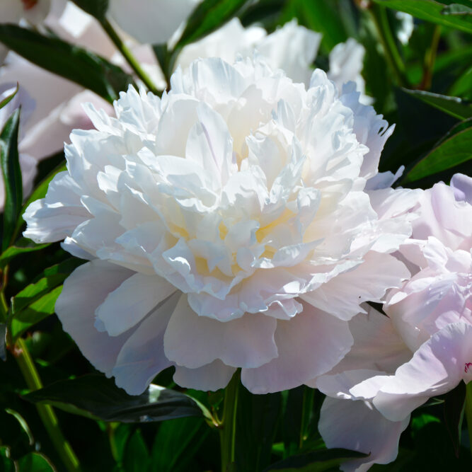 Paeonia Officinalis Alba Plena