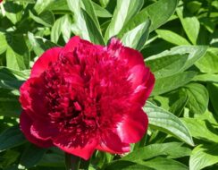 Paeonia – Peony Red Magic