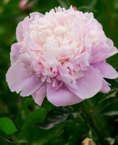 Paeonia – Peony Sarah Bernhardt