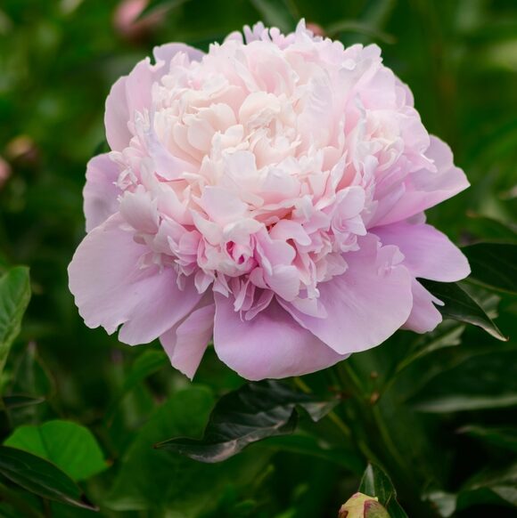 Paeonia Sarah Bernhardt