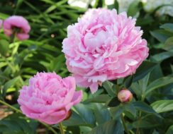 Paeonia – Peony Sarah Bernhardt