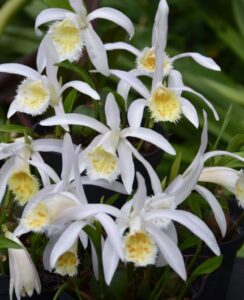 Pleione Formosana Alba x Grandiflora