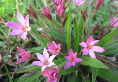 Rhodohypoxis Hebron Farm Pink