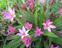 Rhodohypoxis Hebron Farm Pink