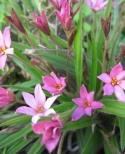 Rhodohypoxis Hebron Farm Pink