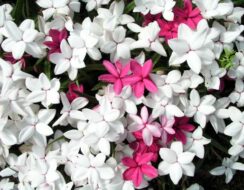 Rhodohypoxis Baurii Alba