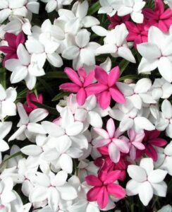 Rhodohypoxis Baurii Alba