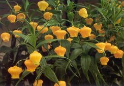 Sandersonia Aurantiaca