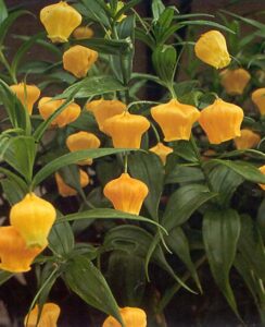 Sandersonia aurantiaca