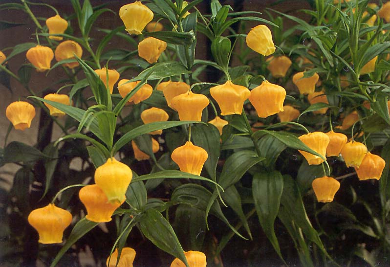 Sandersonia aurantiaca Sandersonia aurantiaca