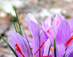 Crocus Sativus (Saffron Crocus)