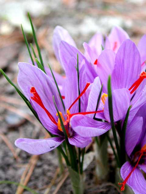Crocus Sativus Saffron Crocus Crocus Sativus Saffron Crocus