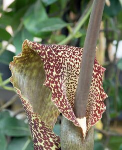 Sauromatum Venosum
