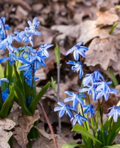 Scilla Siberica