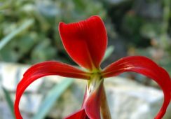 Sprekelia Formosissima
