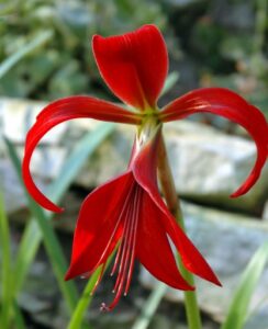 Sprekelia Formosissima