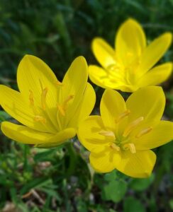 Sternbergia Lutea