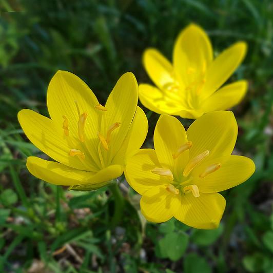 Sternbergia Lutea