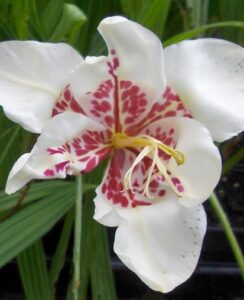 Tigridia Pavonia Alba