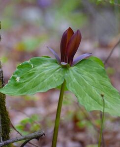 Trillium cuneatum